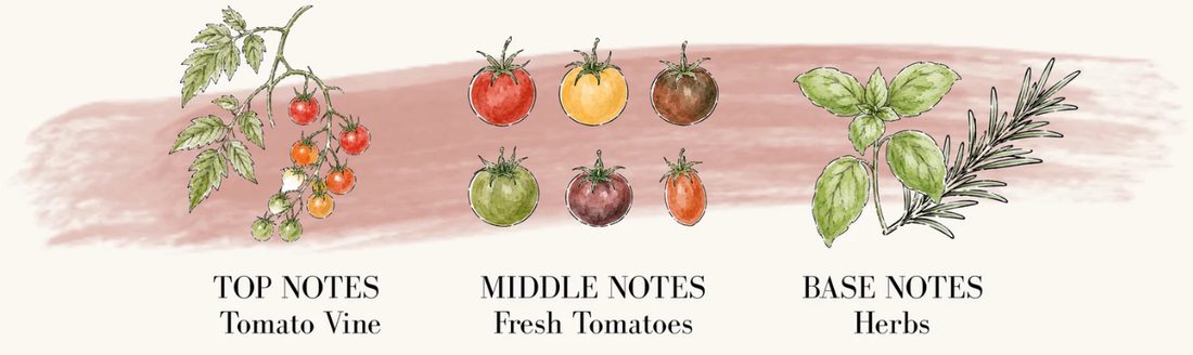 Top notes tomato vine, middle notes fresh tomatoes, base notes herbs